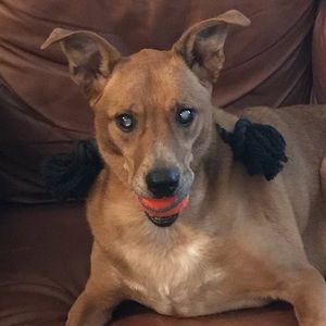 Meet your Posher, Diantha